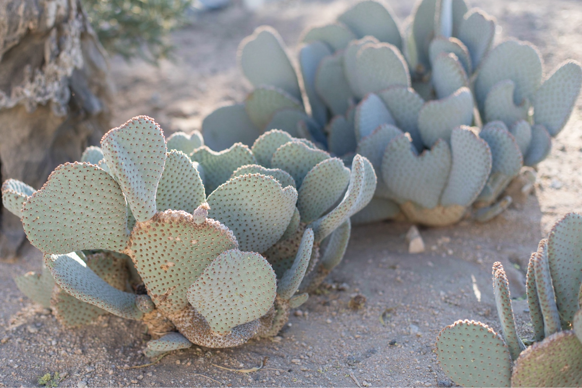 joshua tree cactus