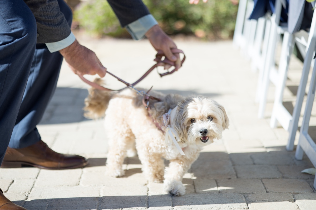 dog walking down the aisle at los angeles wedding