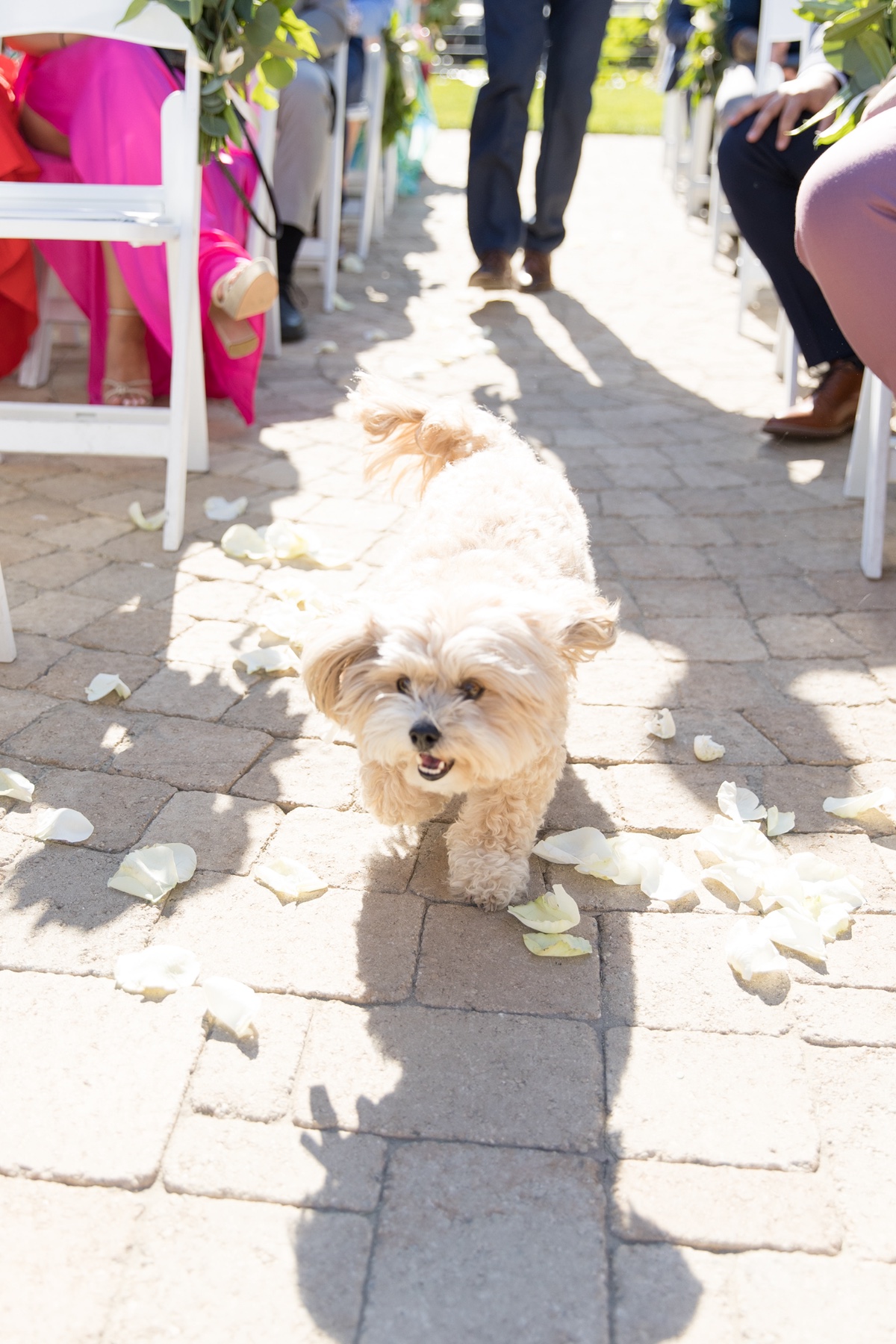 los angeles wedding dog