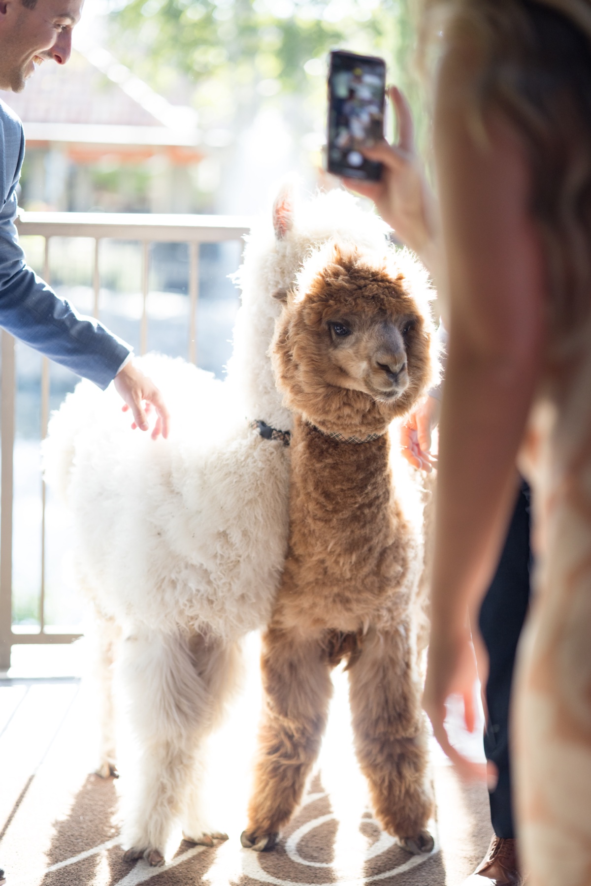 llamas at wedding