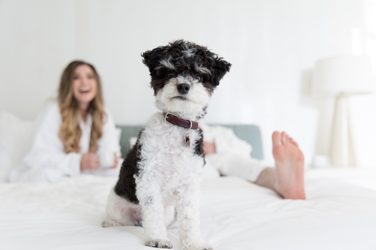 hotel engagement photos with dog